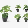 Grøn Plante I Potte Ass H.24 cm
