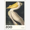 Plakat White Pelican