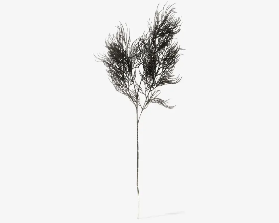 Stilk Asparagus sort H.86,4 cm