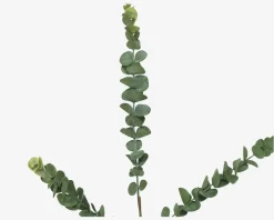 Stilk Eucalyptus Grøn H.70 cm