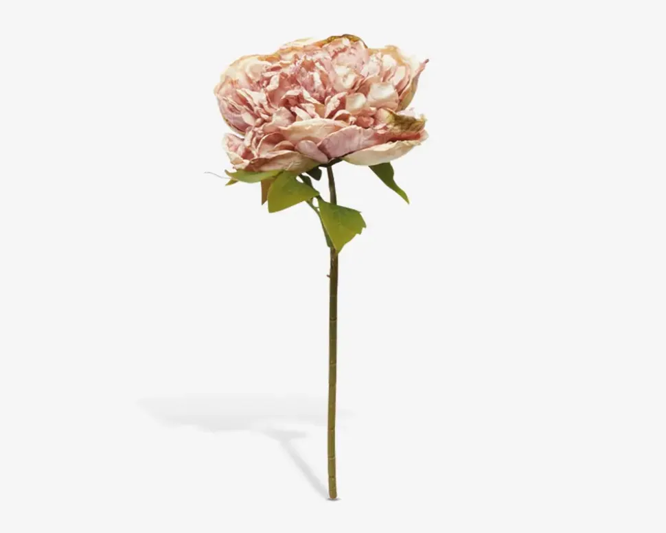Stilk Pæon Rosa H.30 cm
